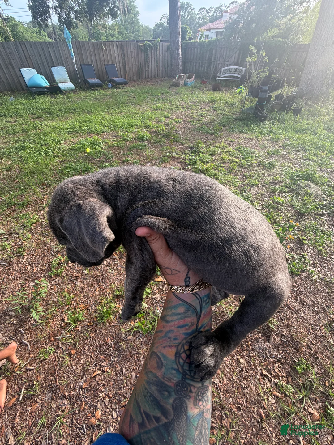 Cane Corso dogs for sale: Nyx - Ad 2