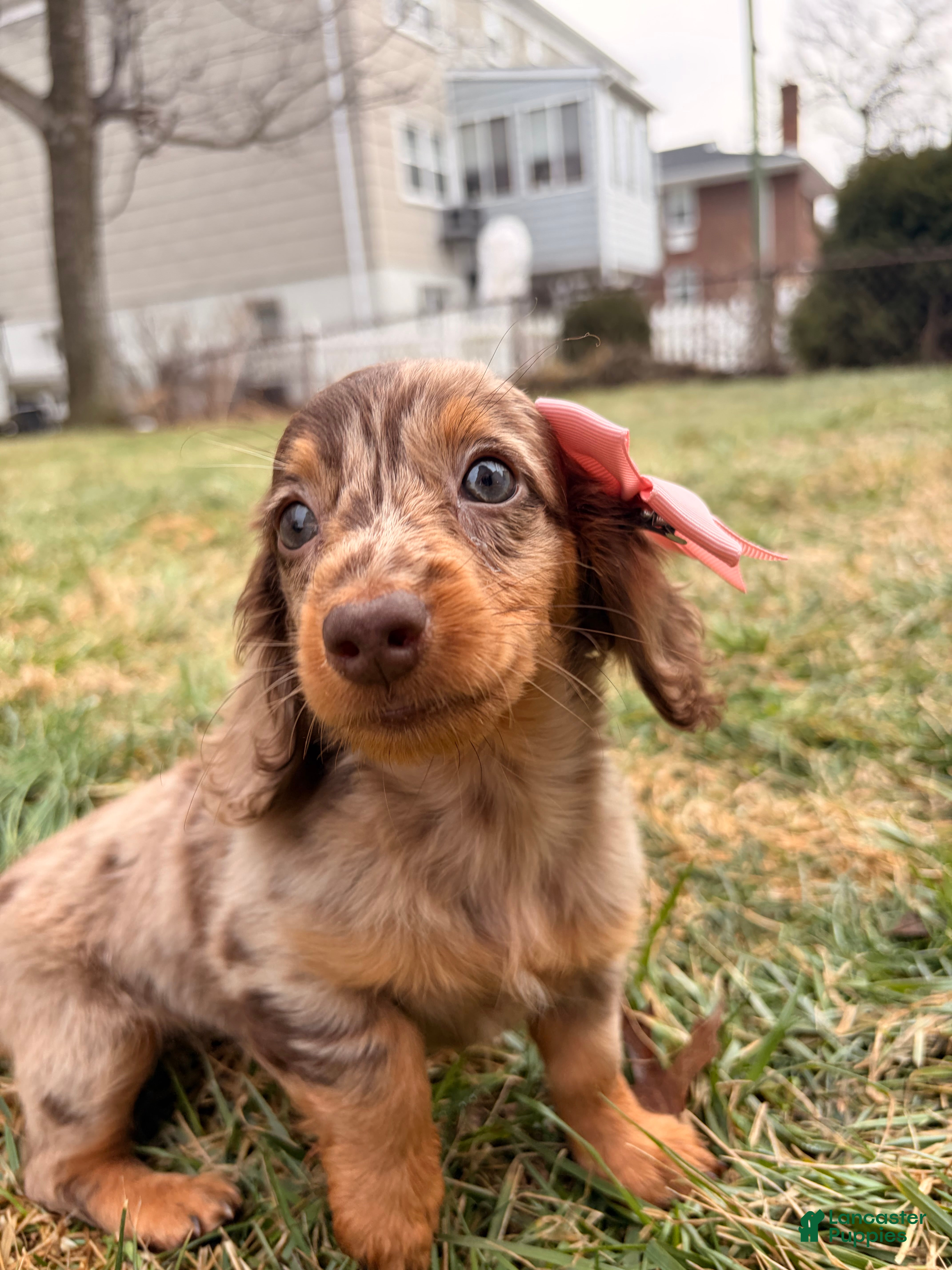 Miniature Dachshund dogs Tikka - Ad 2