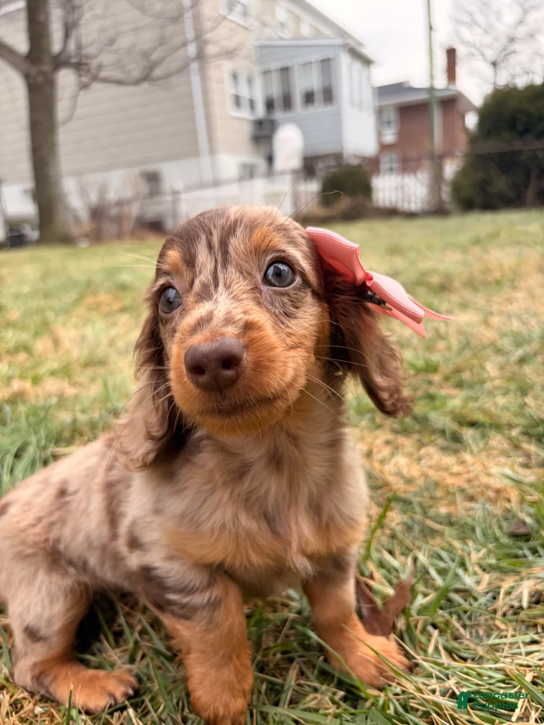 Miniature Dachshund dogs for sale: Tikka - Ad 2