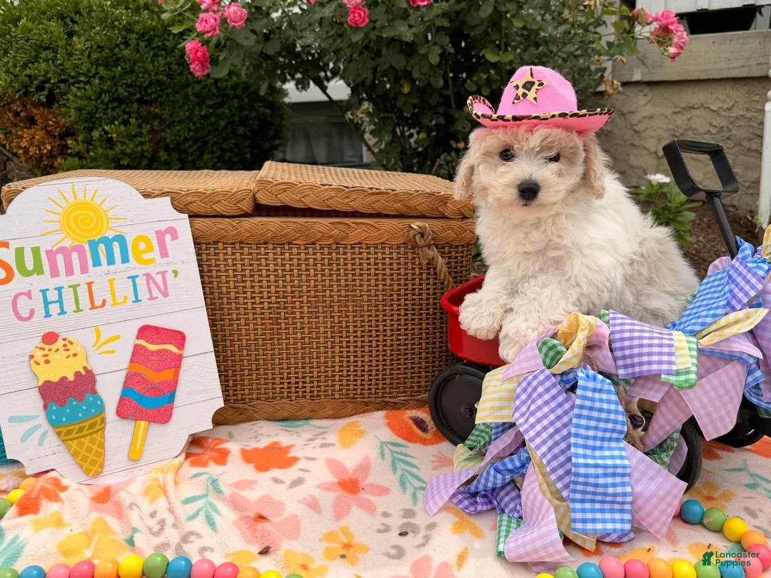 Bichpoo dogs for sale: Sarah  - Ad 5