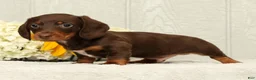 Miniature Dachshund dogs for sale: Jose - Ad 3