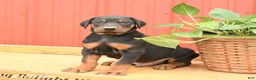 Doberman Pinscher dogs for sale: Walker - Ad 4