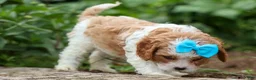 Cavapoo dogs for sale: Victor 🐾 - Ad 7