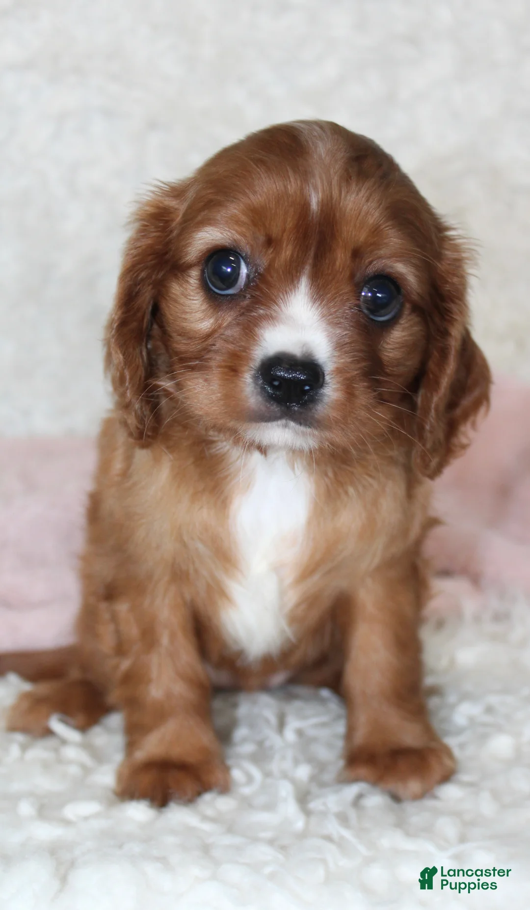 Cavalier King Charles Spaniel dogs for sale: Cavalier King Charles Spaniel 3 - Ad 1
