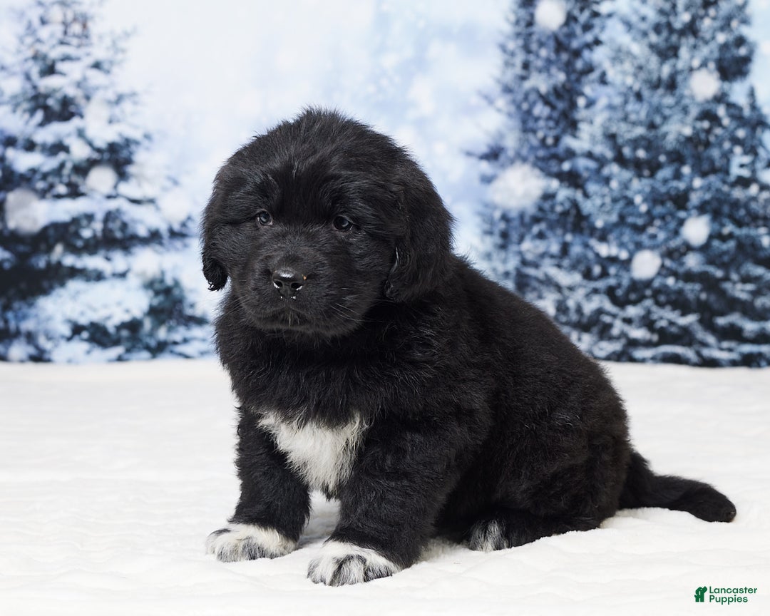 Newfoundland dogs for sale: Nyla - Ad 3