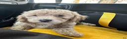 Havapoo dogs for sale: White  - Ad 4
