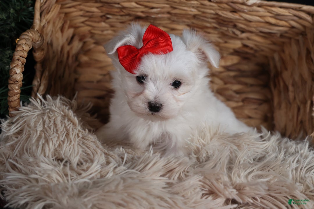 Maltese dogs for sale: ACE - Ad 2