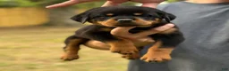 Rottweiler dogs for sale: GINNY - Ad 5