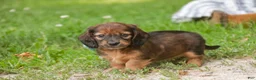 Miniature Dachshund dogs for sale: Annie Miniature Dachshund  - Ad 8