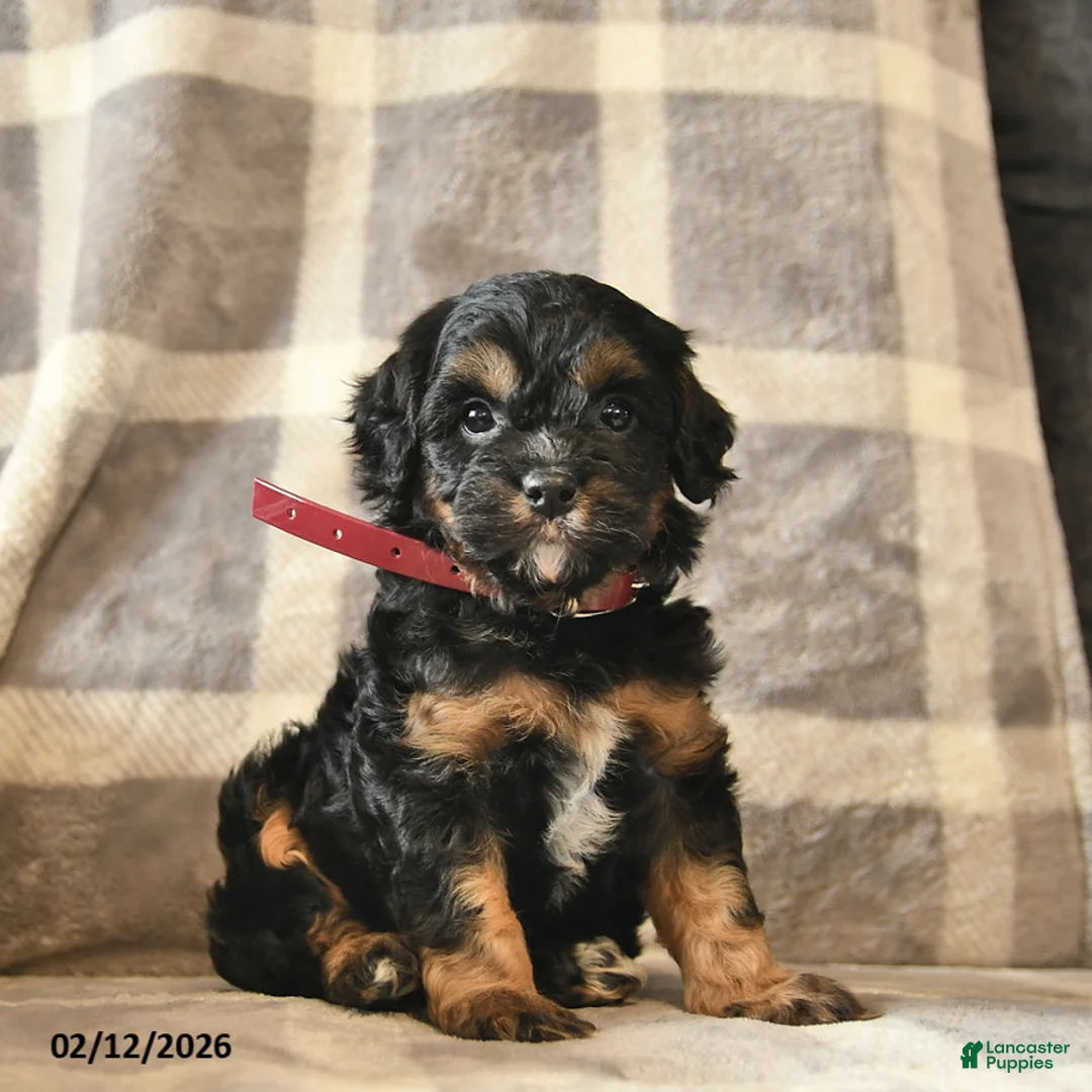 Cavapoo dogs for sale: Cinderella   - Ad 2