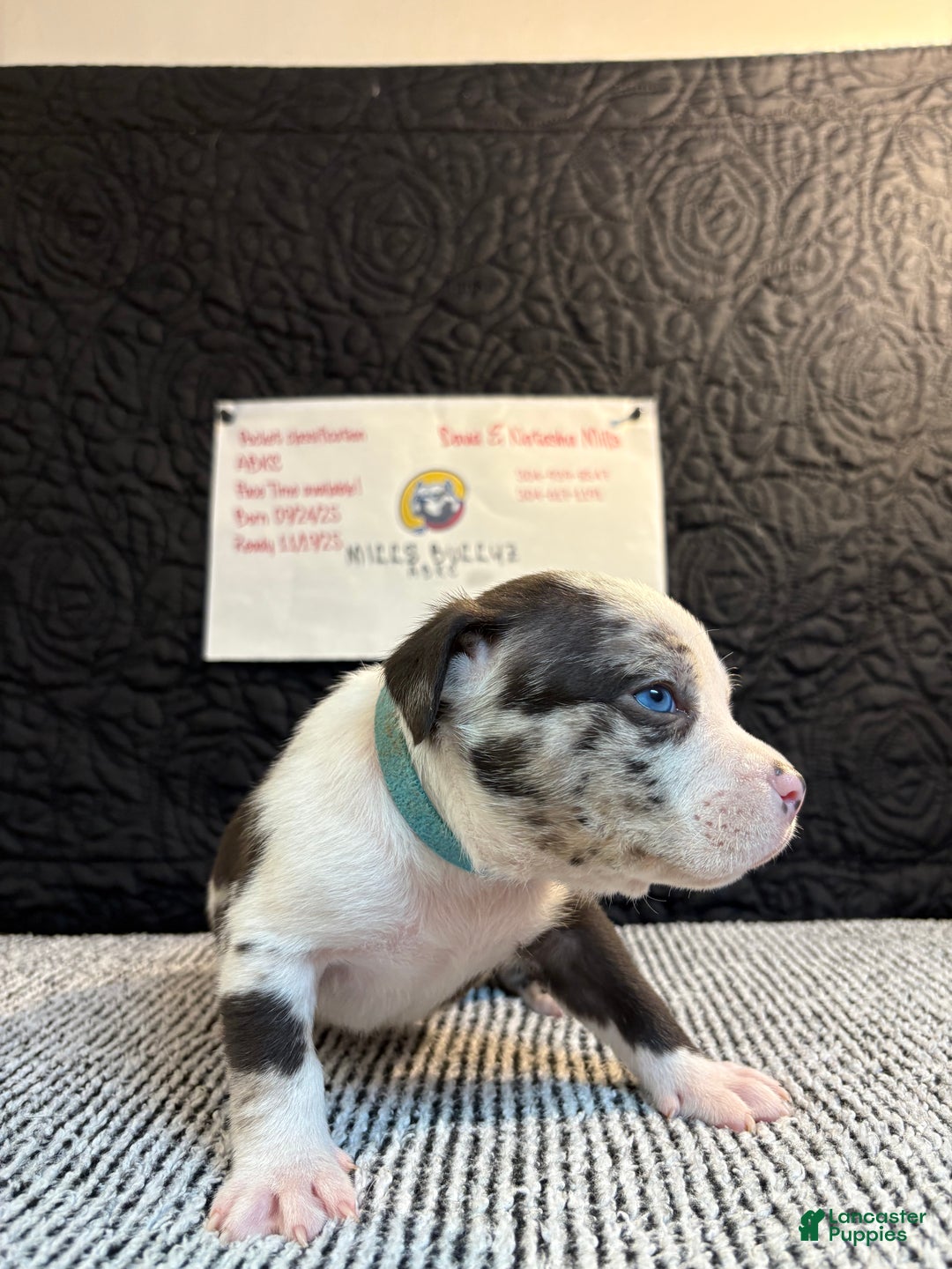 American Bully dogs for sale: Oreo - Ad 2