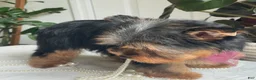 Yorkshire Terrier dogs for sale: Flo - Ad 10