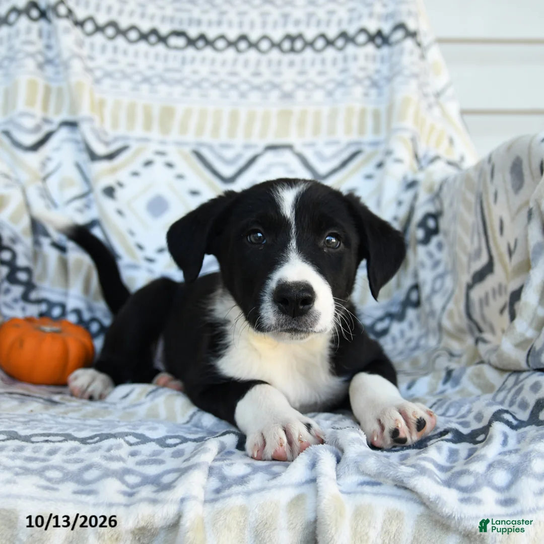 Border Collie dogs for sale: Ethan - Ad 2
