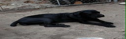 Cane Corso dogs for sale: Cane Corso Puppy 5 - Ad 2