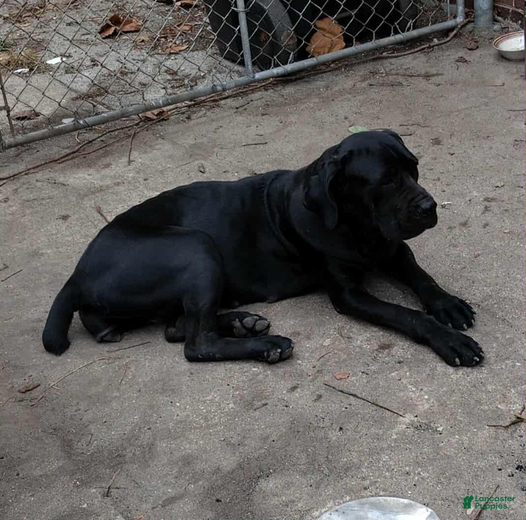 Cane Corso dogs for sale: Cane Corso Puppy 5 - Ad 2