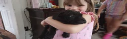 American Bully dogs for sale: Victoria Anthony - Ad 3