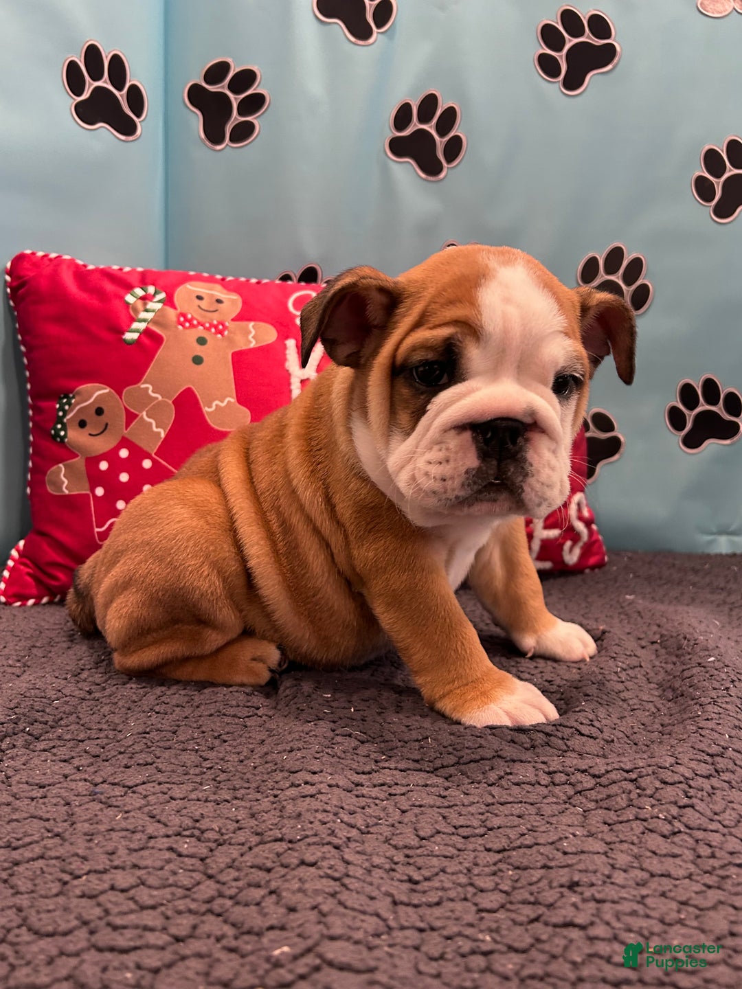 English Bulldog dogs for sale: NATASHA - Ad 7