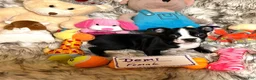 Boston Terrier dogs for sale: SALE PENDING - Ad 11