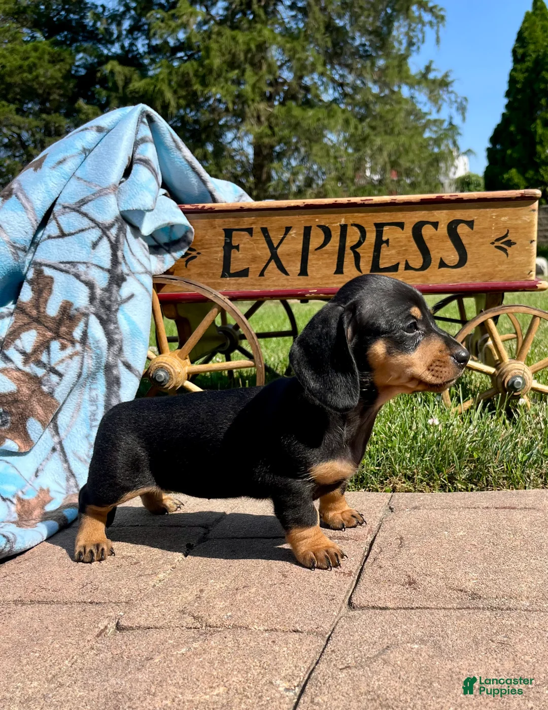 Dachshund dogs for sale: Daisy Mae❤️AKC Registered🐾Text to Schedule A Playdate - Ad 2