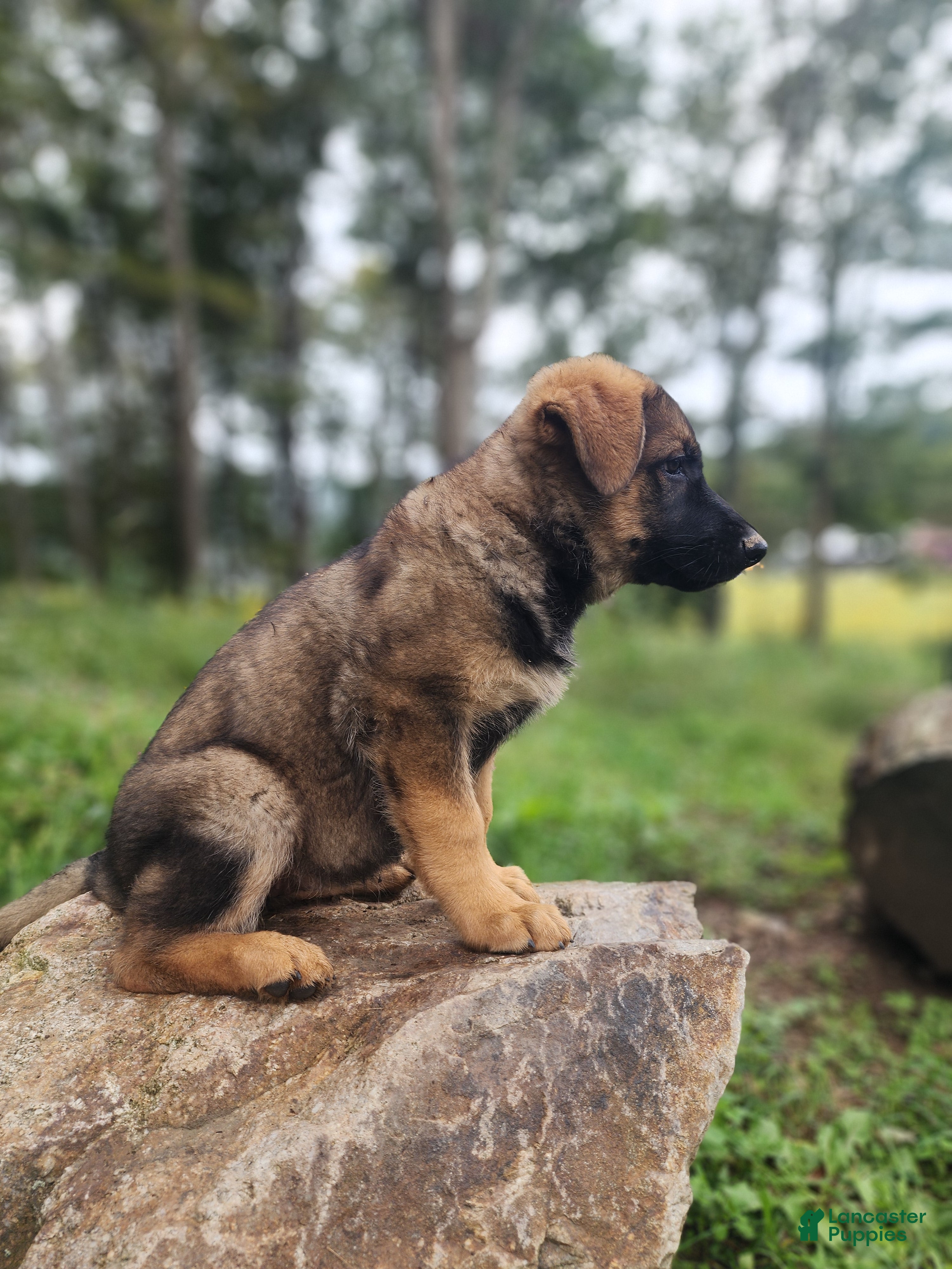 German Shepherd dogs  Thora - Ad 2