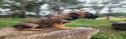 German Shepherd dogs for sale:  Thora - Ad 3
