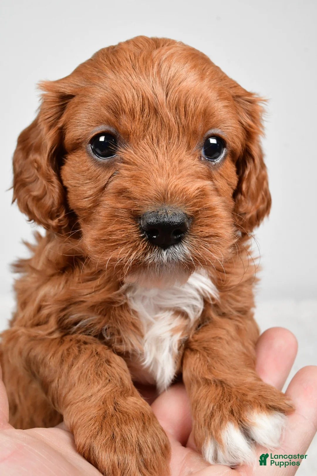 Cavapoo dogs for sale: Rolo - Ad 2