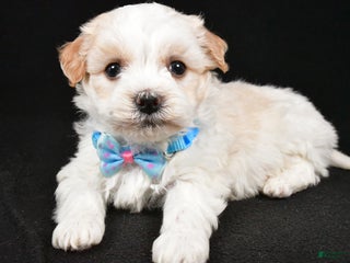 Havanese dogs Duke - Ad 36