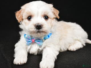 Havanese dogs Duke - Ad 39