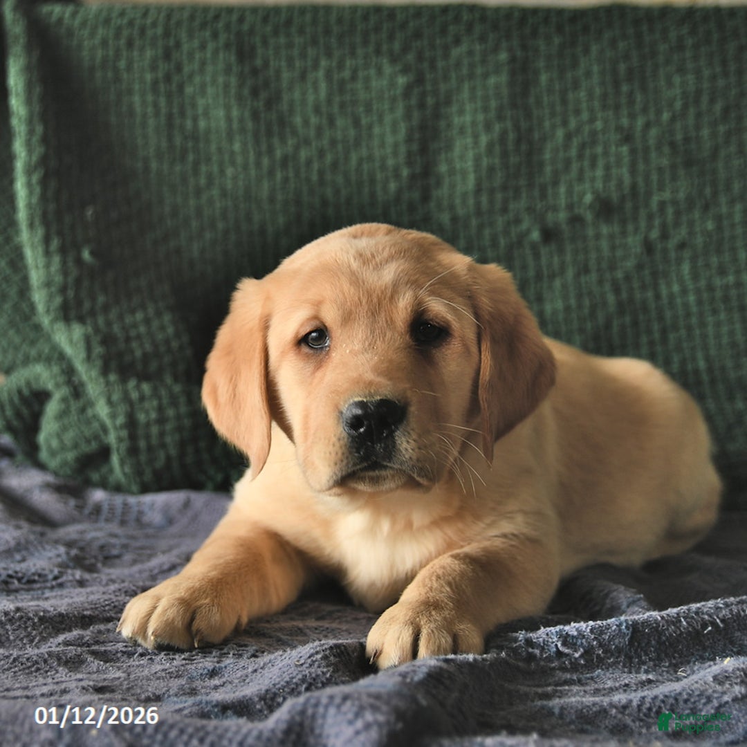 Goldador dogs for sale: Sage  - Ad 3