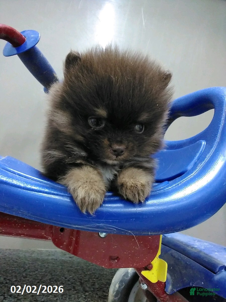 Pomeranian dogs Mocha - Ad 2