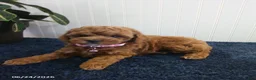 Toy Poodle dogs for sale: Thelma - Ad 5