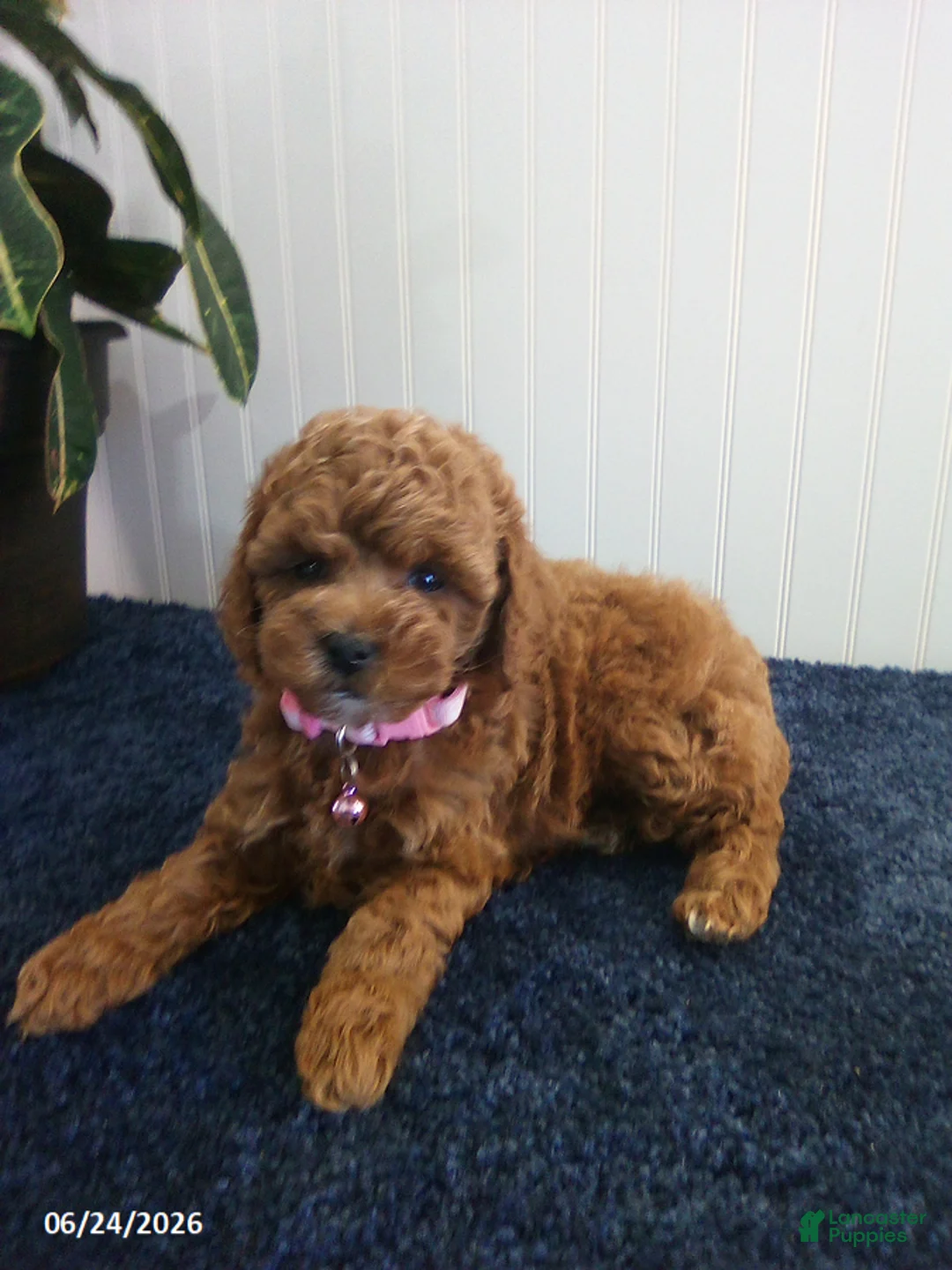 Toy Poodle dogs for sale: Thelma - Ad 5