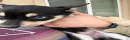 Pitsky dogs for sale: Pitsky 7 - Ad 2