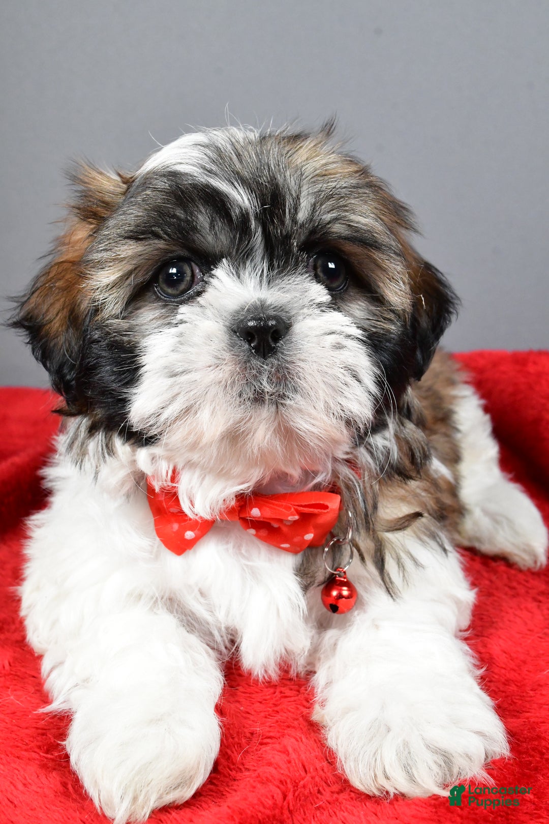 Shih Tzu dogs for sale: Bob - Ad 4