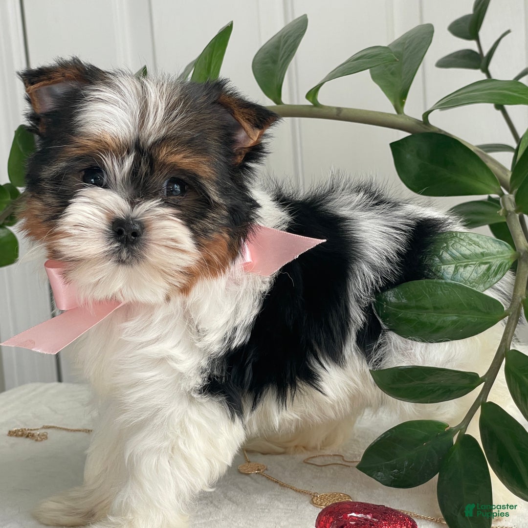 Biewer Terrier dogs for sale: Kiwi - Ad 1