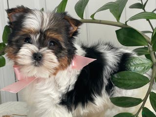 Biewer Terrier dogs Kiwi - Ad 1