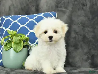 Mixed Breed dogs Dasher - Ad 1