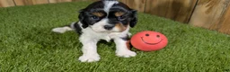 Cavalier King Charles Spaniel dogs for sale: Gracie Boy 1 - Ad 9