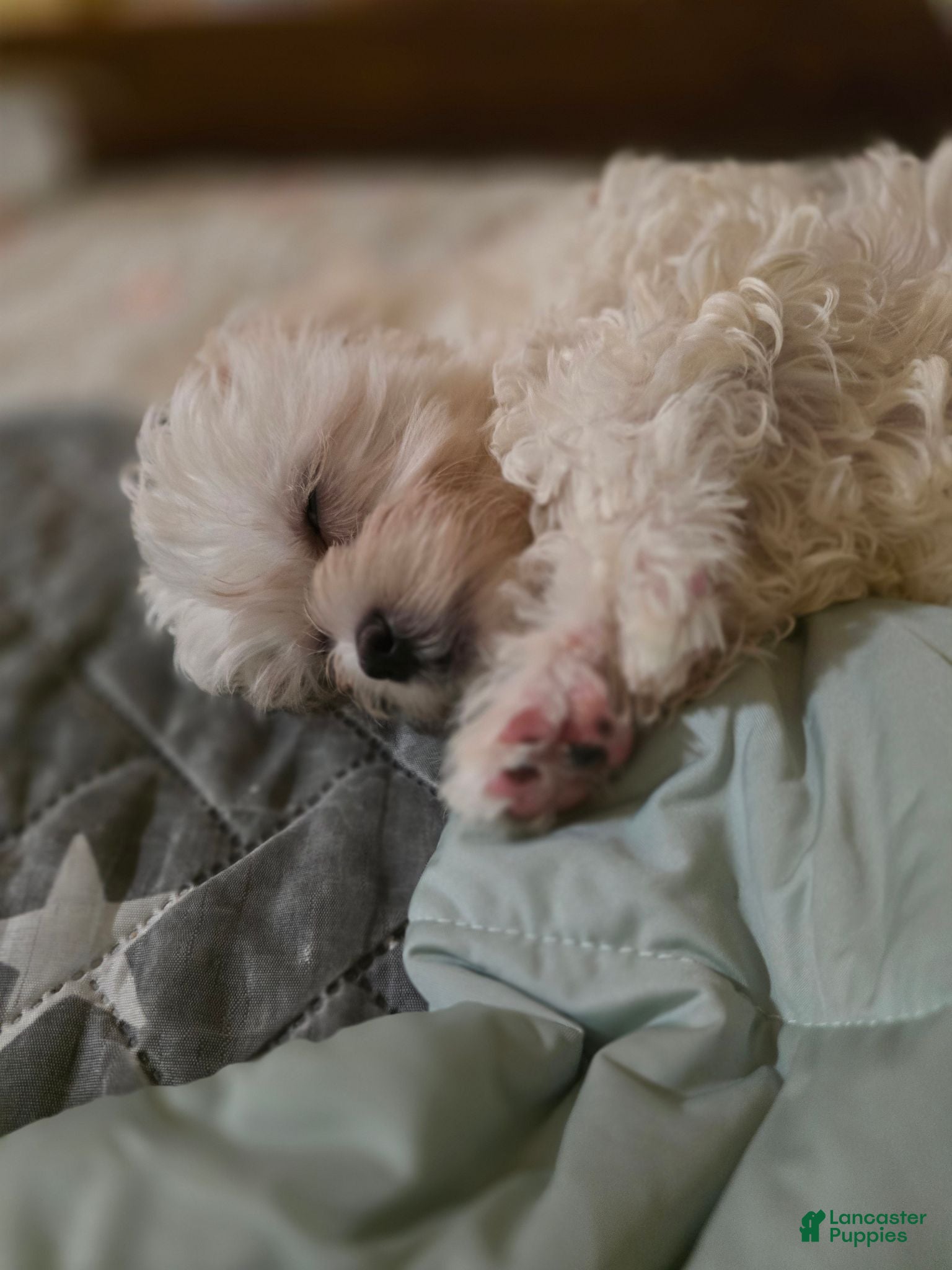 Shihpoo dogs for sale: Momo - Ad 4