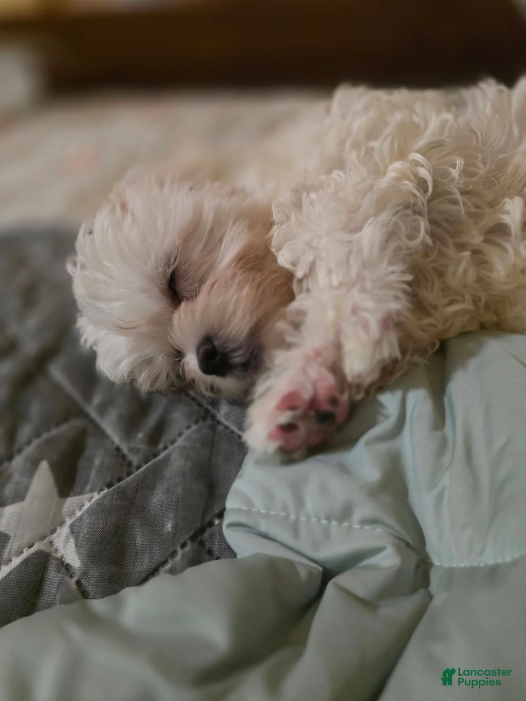 Shihpoo dogs for sale: Momo - Ad 1