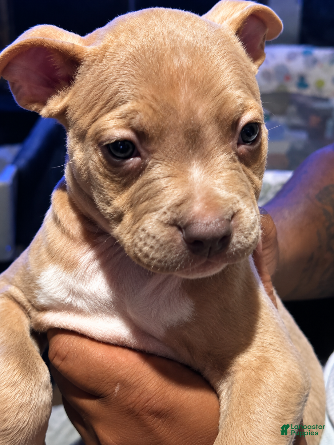 American Pit Bull Terrier dogs American Bully  - Ad 2
