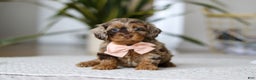 Cockapoo dogs for sale: Taylor - Ad 1