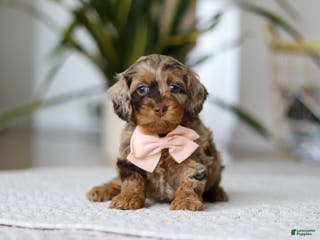 Cockapoo dogs Taylor - Ad 5