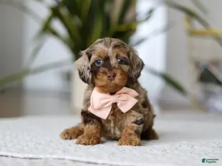 Cockapoo dogs Taylor - Ad 42