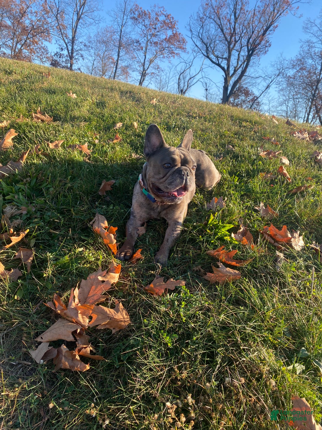 French Bulldog dogs for stud: Blue Merle  - Ad 5