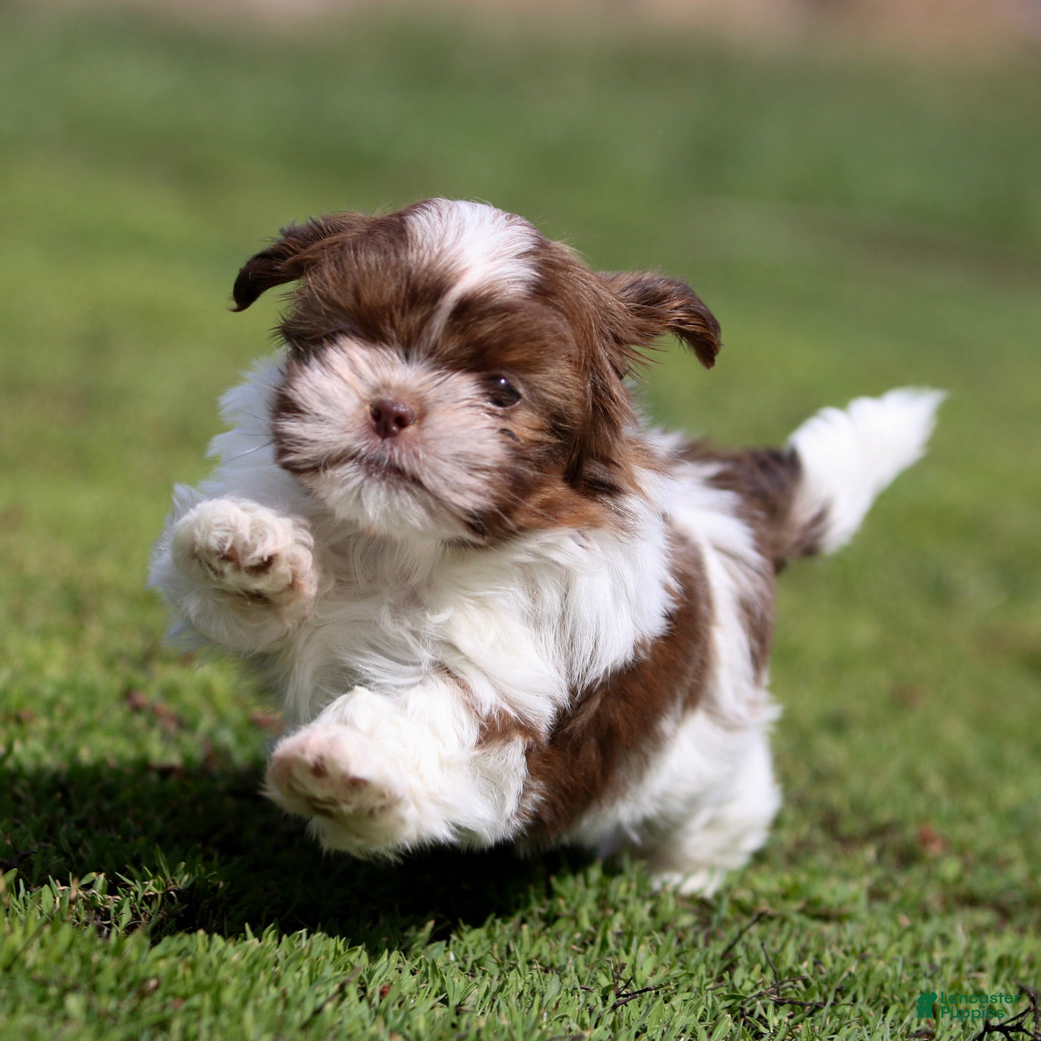 Shih Tzu dogs Buddy Shih Tzu Puppy  - Ad 1
