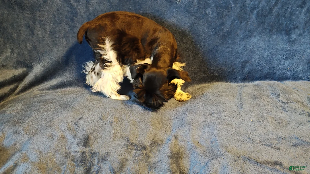 Miniature Schnauzer dogs for sale: Miniature Schnauzer Boy 1 - Ad 2