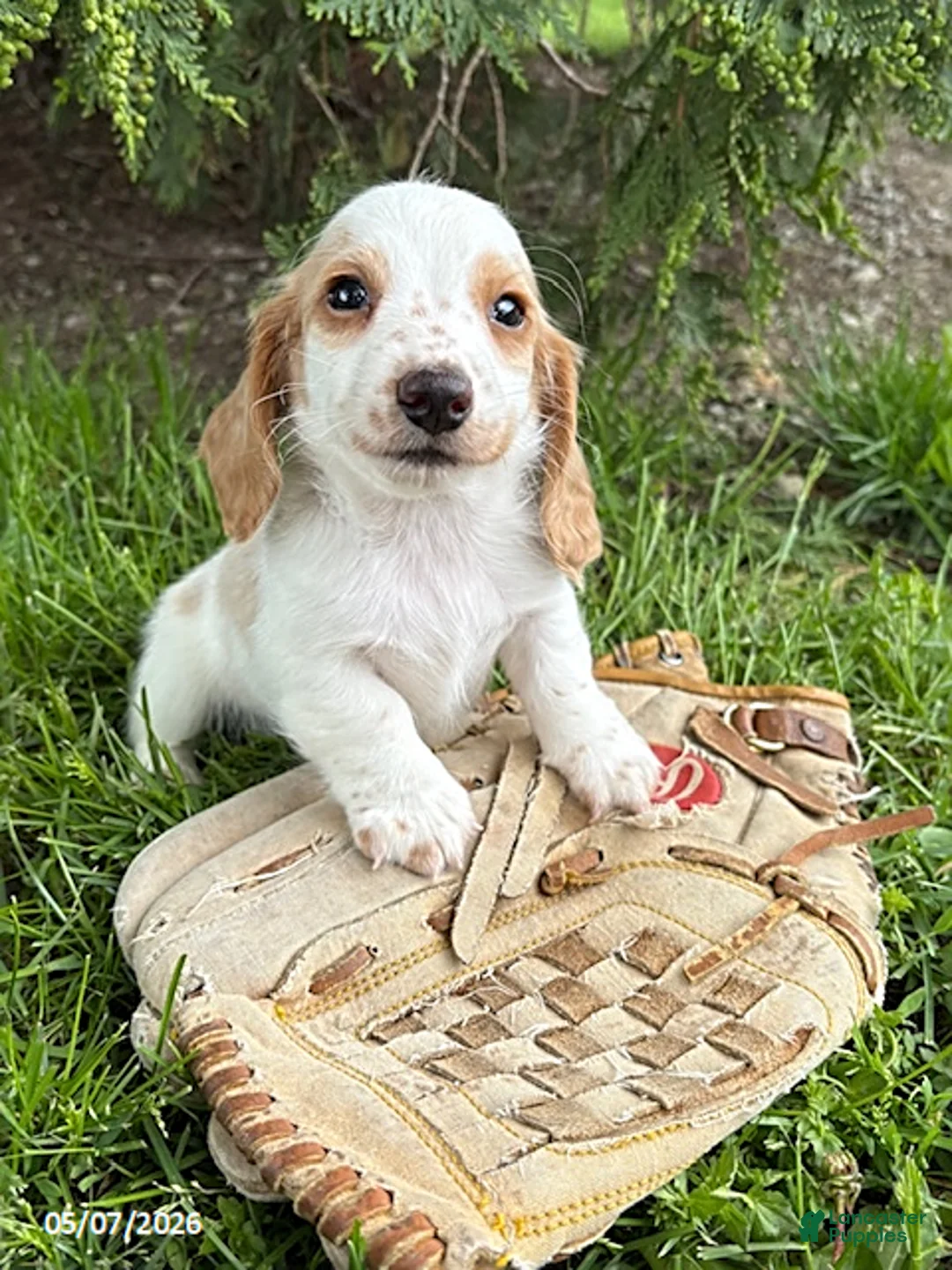Dachshund dogs for sale: Murphy - Ad 1