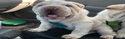 Shar Pei dogs for sale: Shar Pei Puppy 6 - Ad 9