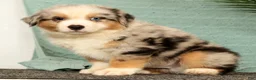 Miniature Australian Shepherd dogs for sale: Jimmy - Ad 3